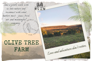 Olive Tree Farm